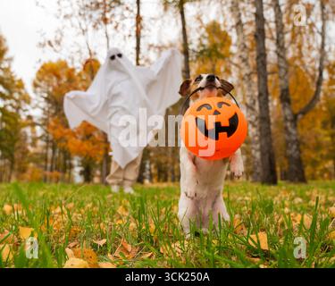Frau in weißem Laken und Jack russell Terrierhund hält Jack o Latrine im Herbstwald. Halloween Kostüm. Stockfoto