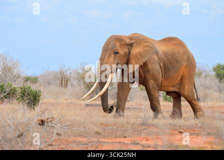 Männlicher afrikanischer Elefant (Loxodonta africana) mit großen Stoßzähnen in der Savanne, Tsavo East National Park, Kenia Stockfoto