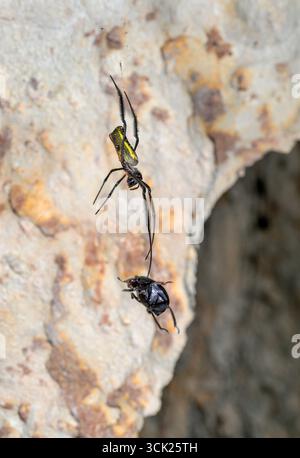 Goldene Orbflederspinne (Nephila oder Trichonephila sp) in einer Höhle mit einem Dungkäfer im Netz, drei Schwesterhöhlen; Kwale County, Kenia. Stockfoto