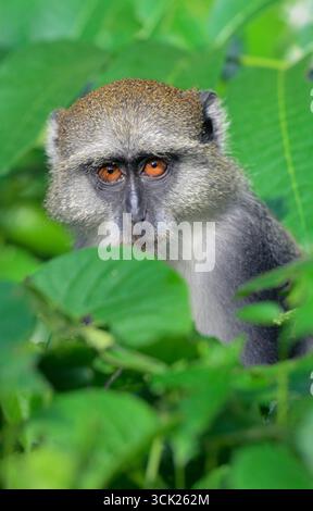 Sykes' Affe oder Kolb's White Collared oder Samango Monkey (Cercopithecus mitis albogularis) versteckt sich in Baumblättern, Kwale County, Küste Kenia. Stockfoto