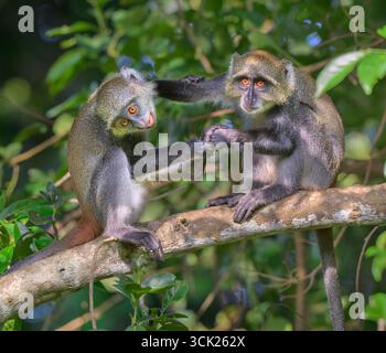 Junge Sykes' Affen oder Kolb's White Collared oder Samango Affen (Cercopithecus mitis albogularis) spielen im Walddach, Kwale County, Kenia Stockfoto