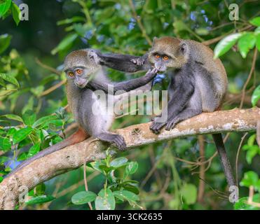 Junge Sykes' Affen oder Kolb's White Collared oder Samango Affen (Cercopithecus mitis albogularis) spielen im Walddach, Kwale County, Kenia Stockfoto