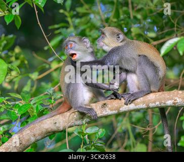 Junge Sykes' Affen oder Kolb's White Collared oder Samango Affen (Cercopithecus mitis albogularis) spielen im Walddach, Kwale County, Kenia Stockfoto
