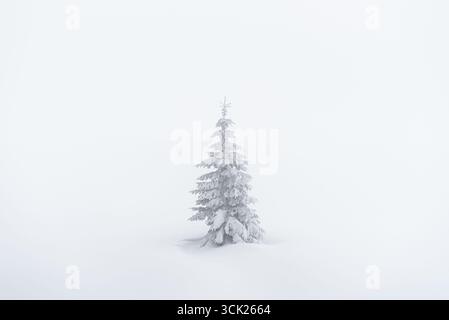 Single Frost Covered Tannenbaum auf Einem schneebedeckten Hügel, umgeben von dickem Winternebel Stockfoto