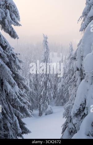 Winter Bergwald Mit Schneebedeckten Tannen Umgeben Von Kaltem Morgennebel Stockfoto