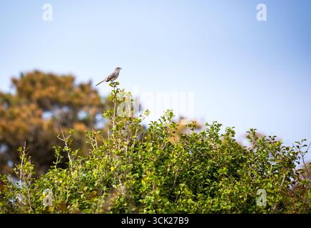 Ein Nordmockingbird (Mimus polyglottos), der in einer stechpalme in der Assateague Island National Seashore in Maryland thront Stockfoto