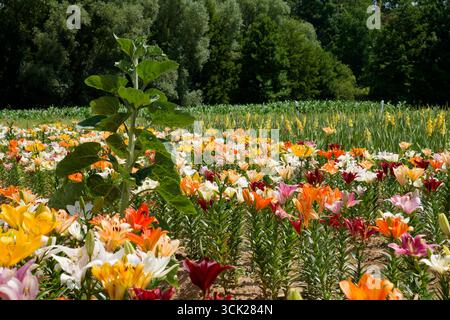 Lilien (Lilium) auf einem Feld bei Eppingen im Kraichgau, Landkreis Heilbronn, Baden-Württemberg Stockfoto