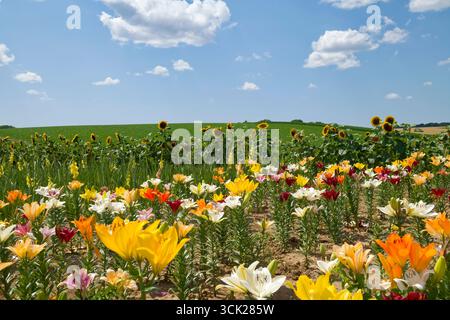 Lilien (Lilium) und Sonnenblumen (Helianthus) auf einem Feld bei Eppingen im Kraichgau, Landkreis Heilbronn, Baden-Württemberg Stockfoto