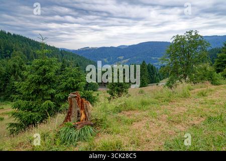 Im Südschwarzwald bei Menzenschwand (Teil von St. Blasien), Baden-Württemberg Stockfoto
