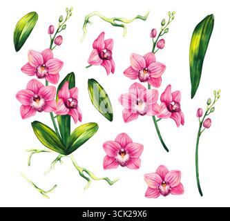 Orchideenblume Pflanze Aquarell rosa Hand gezeichnet. Aquarell botanische Illustration der Orchidee mit Blättern, Blumen und Wurzelsystem. Tropische Dschungelblume Stockfoto