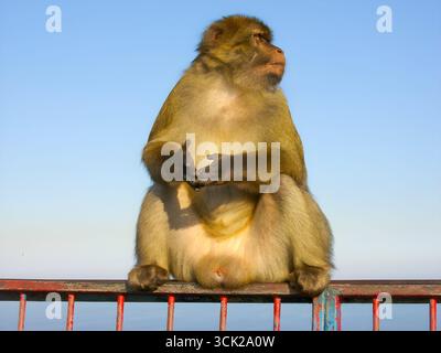 Barbarenmakake sitzt auf einem Geländer mit klarem blauem Himmel, Gibraltar und blickt in die Ferne in natürlichem Sonnenlicht. Stockfoto