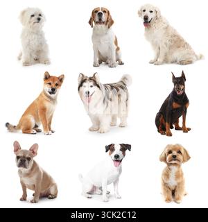 Niedliche Hunde verschiedener Rassen isoliert auf weißer Collage Stockfoto