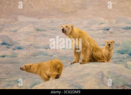 Drei Eisbären, Öl auf Leinwand, 1912, von dem deutschen Maler Richard Friese, basierend auf seiner Expedition zum Svalbardischen Archipel. Stockfoto
