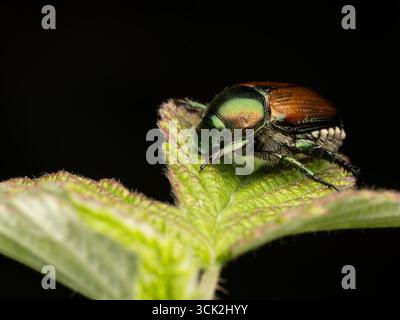 Nahaufnahme eines invasiven Insekts, eines japanischen Käfers oder Popilla japonica auf einem hellgrünen Blatt. Stockfoto
