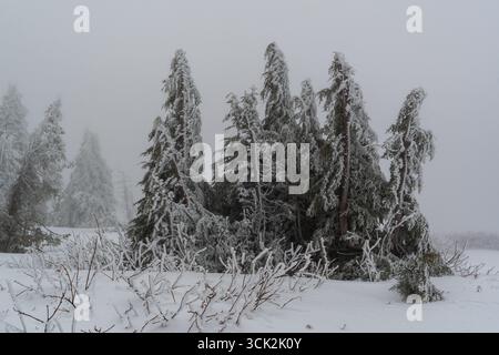 Winterlandschaft mit weiß beschichteten Zweigen und einer Schneedecke. Stockfoto