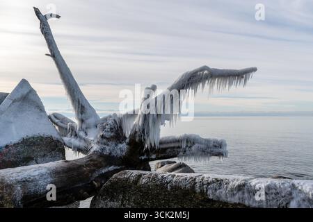 Nahaufnahme von eisbedecktem Treibholz am Winter Beach Stockfoto