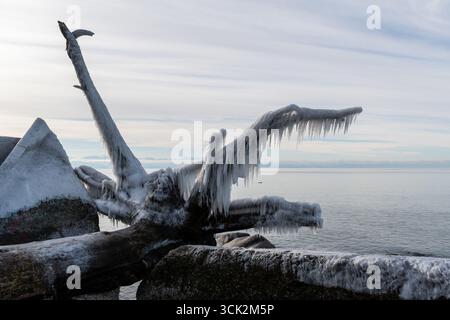 Nahaufnahme von eisbedecktem Treibholz am Winter Beach Stockfoto