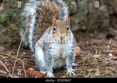 Alarm Eastern Grey Eichhörnchen im Hinterhof Stockfoto