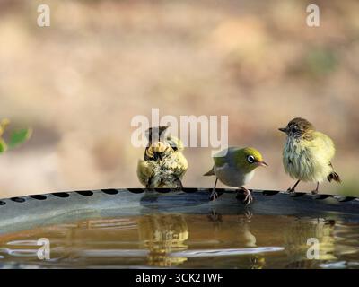 Silvereye und gestreifte Thornbills bei Birdbath, South Australia Stockfoto