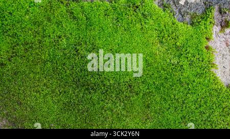 Schöne Moos-Textur, grüner Moos-Hintergrund Stockfoto