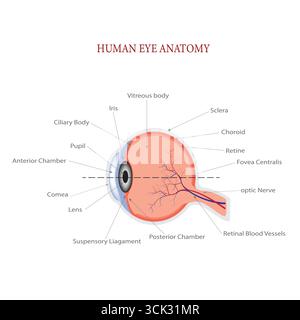 Markiertes anatomisches Diagramm des menschlichen Auges, das Schlüsselstrukturen wie Netzhaut, Hornhaut, Linse, Sehnerv und Blutgefäße zeigt. Stock Vektor