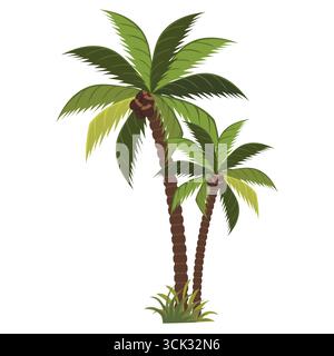 Zwei leuchtend grüne Palmen mit Kokosnüssen stehen hoch vor weißem Hintergrund und erinnern an ein tropisches Paradies und Sommerurlaub-Vibes. Stock Vektor