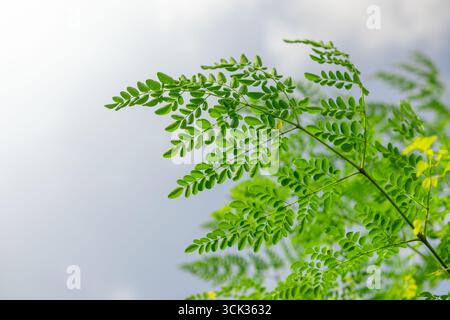 Hochauflösende Nahaufnahme von leuchtend grünen Moringa-Blättern (Moringa oleifera) vor weichem, bewölktem Himmel. Stockfoto