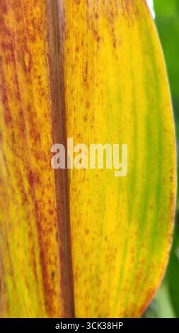 Nahaufnahme der detaillierten Textur eines Maisblattes mit Herbstfarben in Gelb-, Rot-, Braun- und Grüntönen Stockfoto