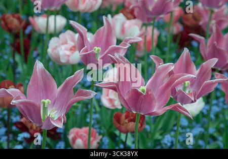 Herrliche Purple Dream Farm (Lilienblüte Tulpe), Frühlingsblühbirnen, Bietet Pfingstrosenblüten. Verwenden Sie es als Hintergrundbild, Poster und Copy Spa Stockfoto