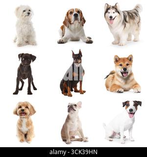 Niedliche Hunde verschiedener Rassen isoliert auf weißer Collage Stockfoto