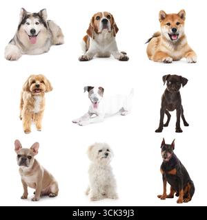 Niedliche Hunde verschiedener Rassen isoliert auf weißer Collage Stockfoto