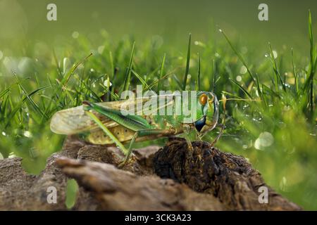 Heuschrecke auf Ast zwischen grünem Gras draußen Stockfoto