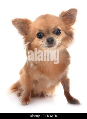 Little Chihuahua vor weißem Hintergrund Stockfoto