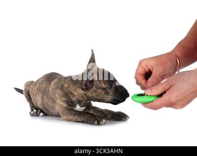 Miniatur Bull Terrier vor weißem Hintergrund Stockfoto