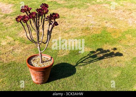 Aeonium Sukkulent und Terrakotta-Topf, der lange Schatten auf Gras wirft Stockfoto