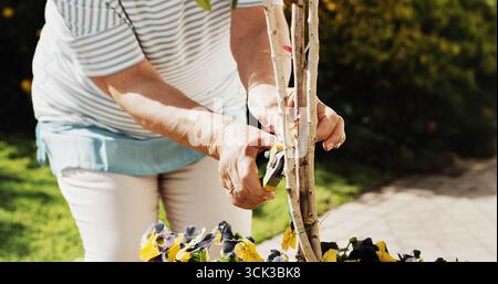 Gartenarbeit, Hände von Seniorinnen und Schere im Freien für das Beschneiden von Bäumen, Pflanzengesundheit oder Nachhaltigkeit. Pensionär, Seniorin und Trimmwerkzeug in Stockfoto