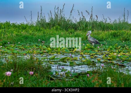 Schuhschnabel in seinem typischen Sumpf- oder Feuchtgebietshabitat mit Wasserlilien und anderen wild wachsenden Blumen im Mamba-Feuchtgebiet in Uganda Stockfoto
