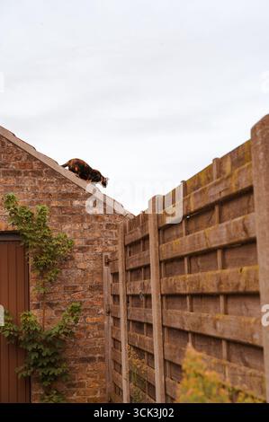 Eine neugierige Katze sitzt auf einem Dach in einer wunderschönen rustikalen Umgebung und beobachtet die Umgebung Stockfoto