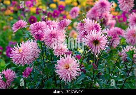 Atemberaubende rosa Kakteen Dahlienblume mit spitzen Blütenblättern blühend im lebhaften Sommergarten unter farbenfrohem Hintergrund, dekoratives blühendes Pflanzenkonzept Stockfoto