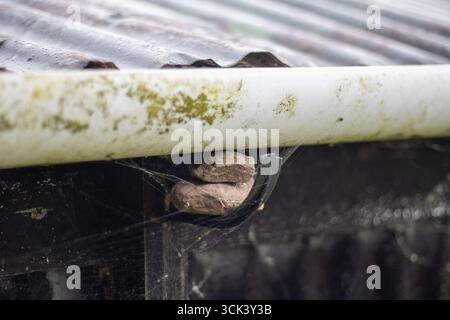 Nahaufnahme der Regenrinne aus Kunststoff und des rostigen Zinndachs Stockfoto