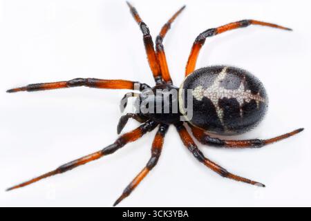 Nahaufnahme von Steatoda paykulliana, allgemein bekannt als die falsche schwarze Witwenspinne, mit detaillierten Markierungen und physischen Merkmalen. Stockfoto
