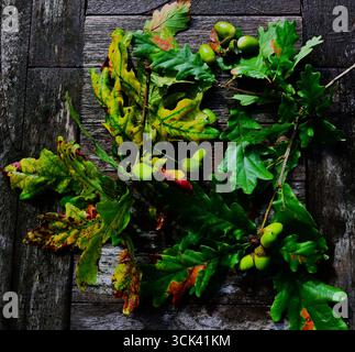 Blätter und Eicheln von English Oak und Sessile Oak Stockfoto