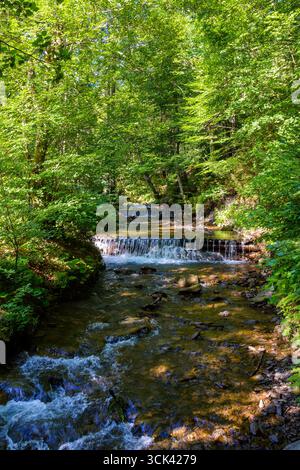 Der Wasserfluss im dichten Wald. Landschaftlich schöne grüne Umgebung des ukrainischen Waldes im Sommer. Wunderschöne Naturlandschaft. Die Frische des Waldes in der Sonne Stockfoto
