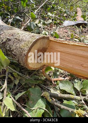 Ein abgeholzter Apfelbaumstamm liegt auf dem Boden. Der Kern des Rumpfes ist verdorben. Gartenpflege. Erkrankter Obstbaum. Stockfoto