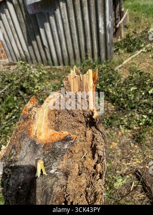 Apfelbaumstamm geschnitten. Der Kern des Rumpfes ist verdorben. Gartenpflege. Nahaufnahme Stockfoto