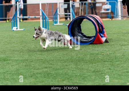 Ein Border Collie läuft an klaren Tagen fröhlich durch einen farbenfrohen Bewegungstunnel in einem Park und zeigt seine Geschwindigkeit. Stockfoto