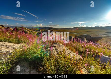 Blick auf leuchtende rosafarbene Wildblumen, die aus felsigen Felsvorsprüngen unter einem weiten Himmel platzen, mit einem schwachen Regenbogenbogen über der fernen Ebene, dem Deosai National Stockfoto
