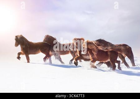 Islandpferd. Herdentrab im Schnee. Deutschland Stockfoto