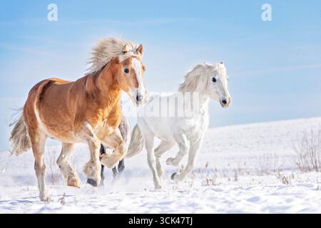 Haflinger Pferd und VORANDALUSIER. Zwei Pferde, die auf Schnee galoppieren. Deutschland Stockfoto