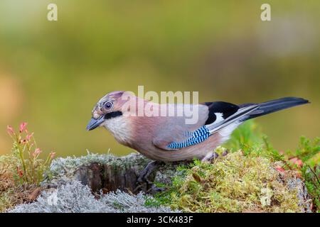 Eurasian Jay (Garrulus glandarius). Erwachsene, die am Boden auf Nahrungssuche sind. Schweden Stockfoto